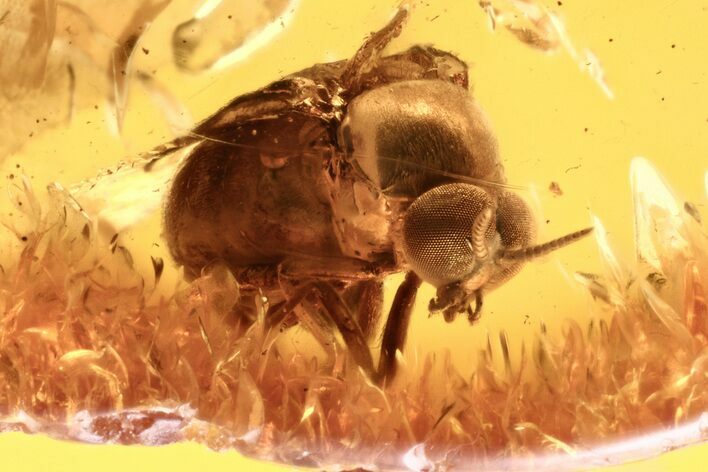 Fossil Black Fly (Simuliidae) In Baltic Amber - Blood Feeding Female #275436